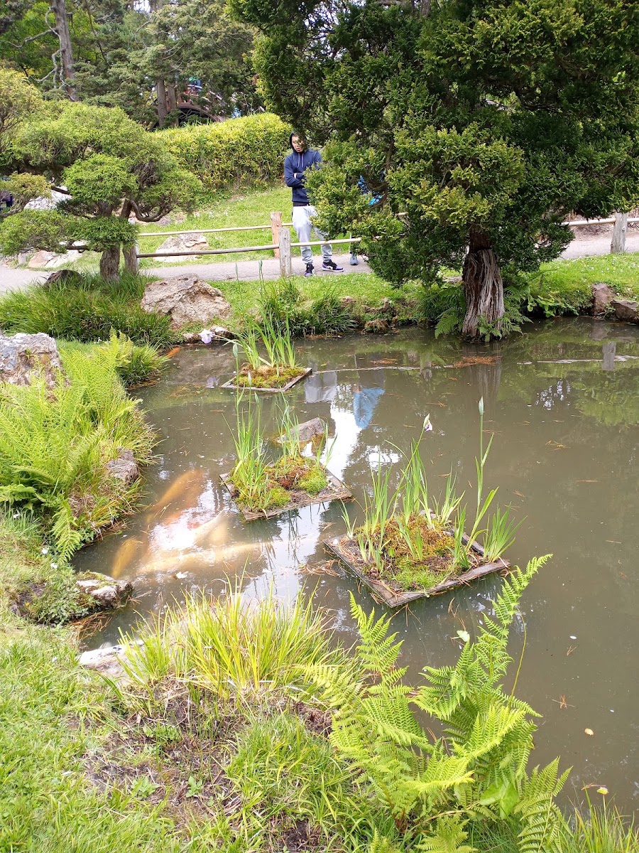 Golden Gate Park